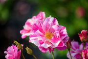  David Austin Rose unveils The King's Rose
